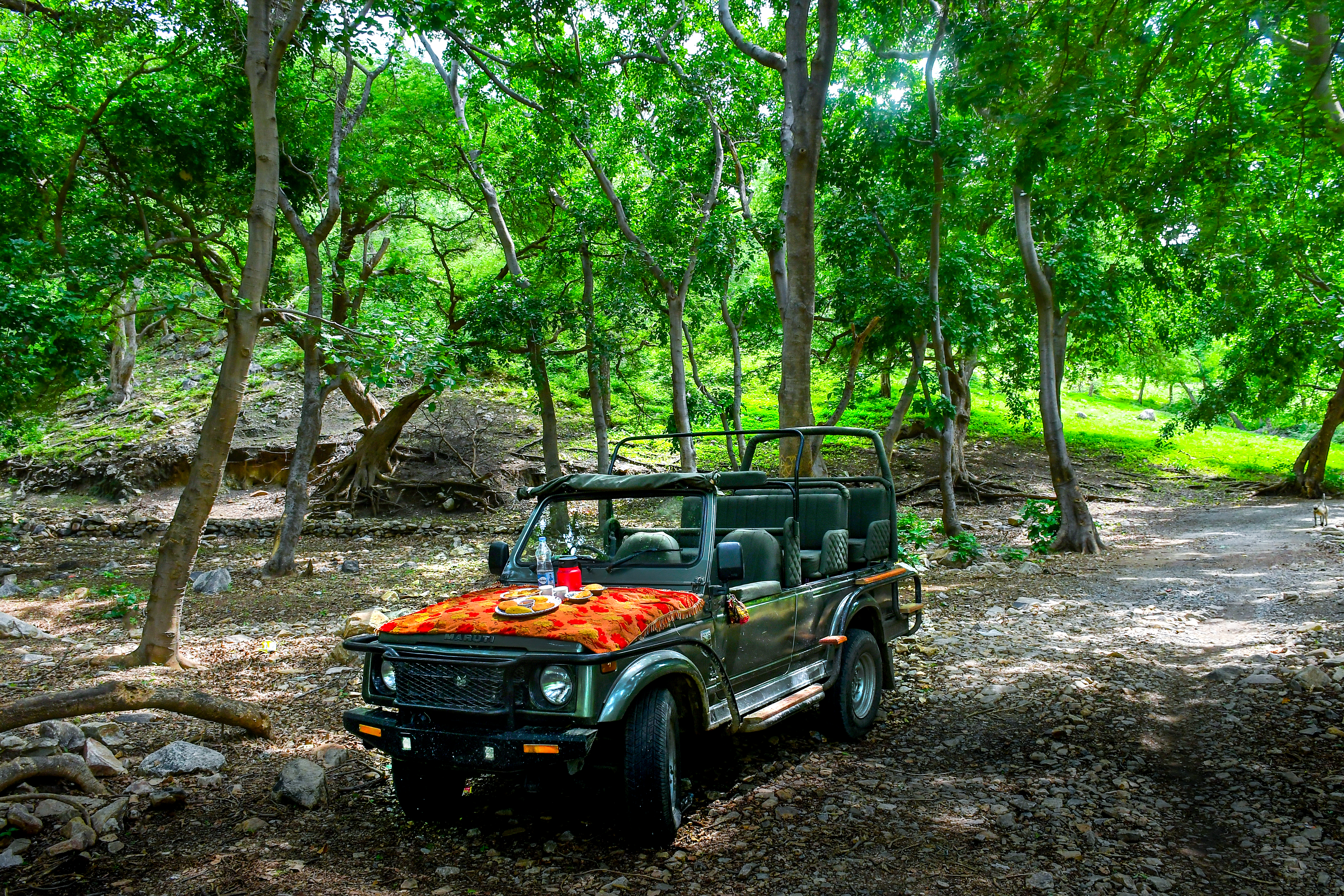 Jungle Safari